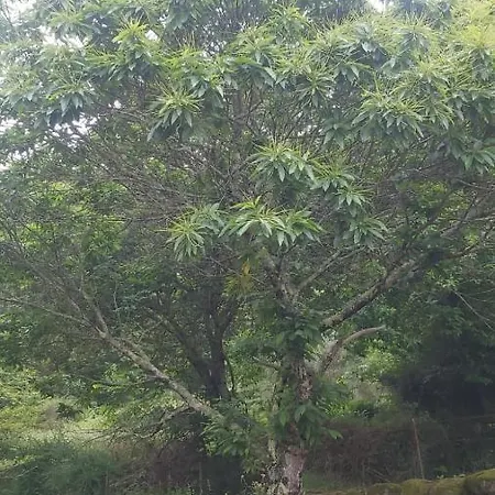 Vivienda De Uso Turistico Casa Porto * トゥイ