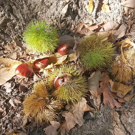 Vivienda De Uso Turistico Casa Porto * トゥイ